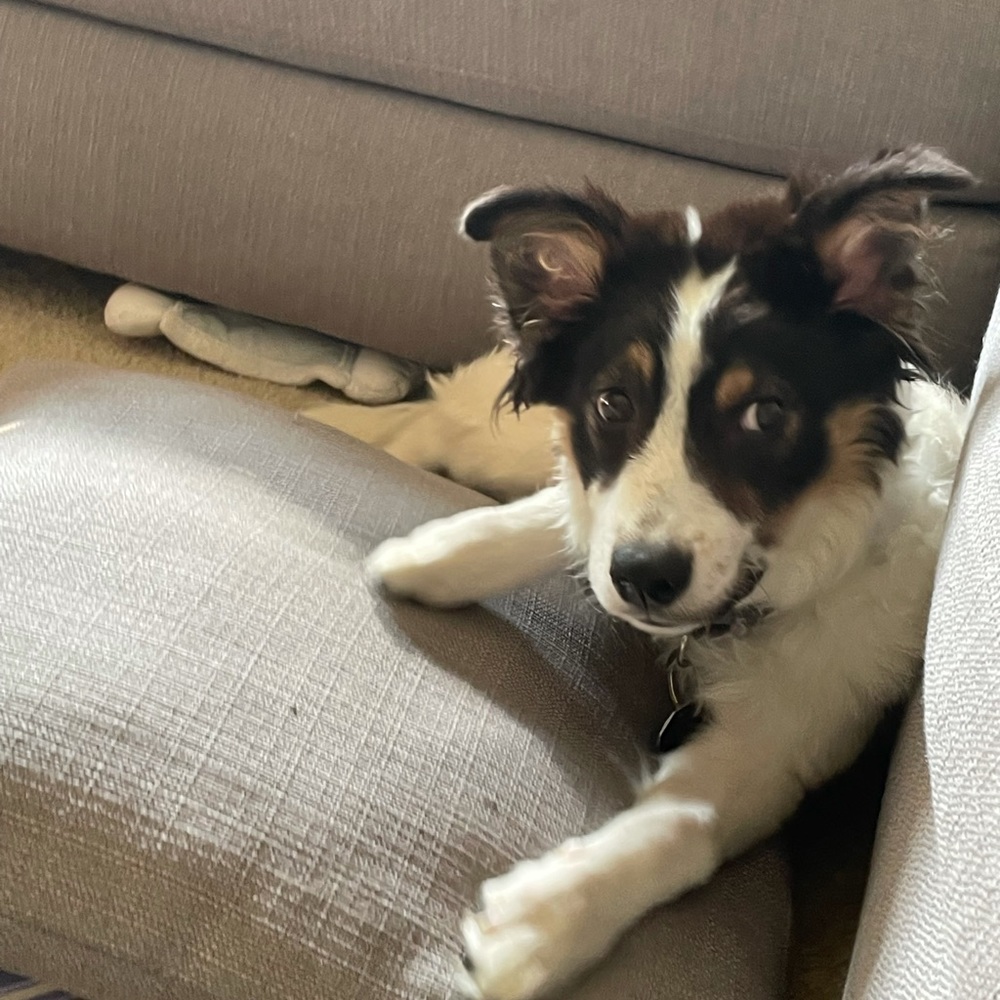 Meet your Posher, Alexis